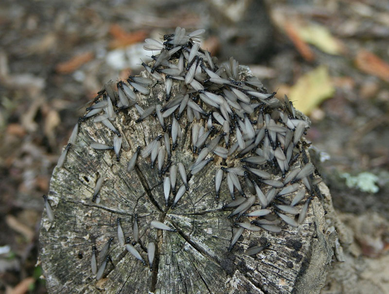 termites attracted to wood