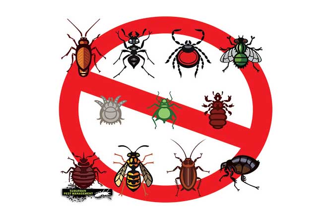 image of a range of common household pests