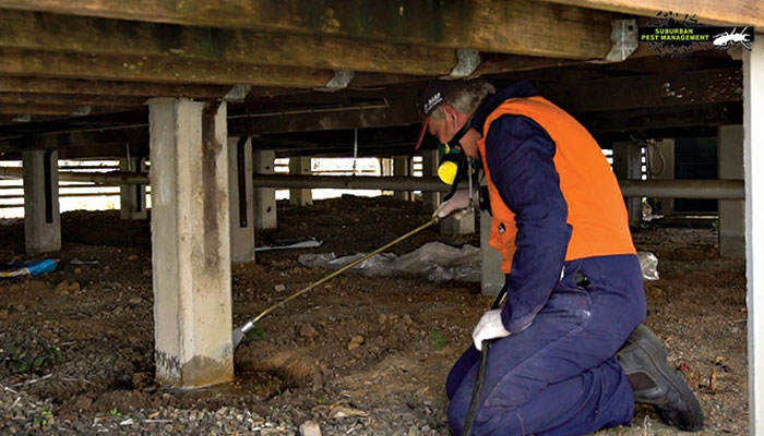 Licenced exterminator treats the base of a stump under a house for termite protection.