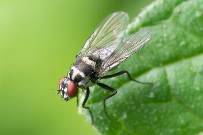 A common fly sits on a leaf. The type of pest factors into pest control prices.