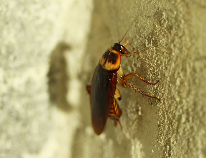 Cockroach climbing a wall will factor into Brisbane pest control costs