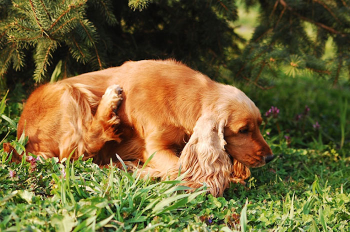 Cocker spaniel scratches fleas. Diseases are often an unseen cost of DIY Pest Control