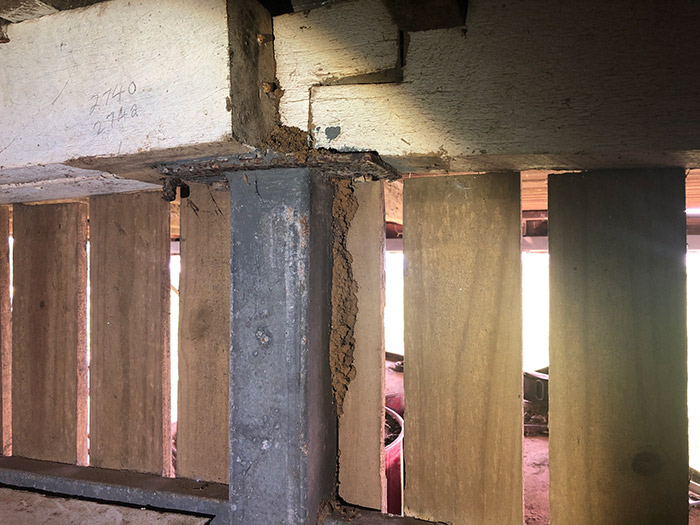 Termite mud packing around the foundations of a house