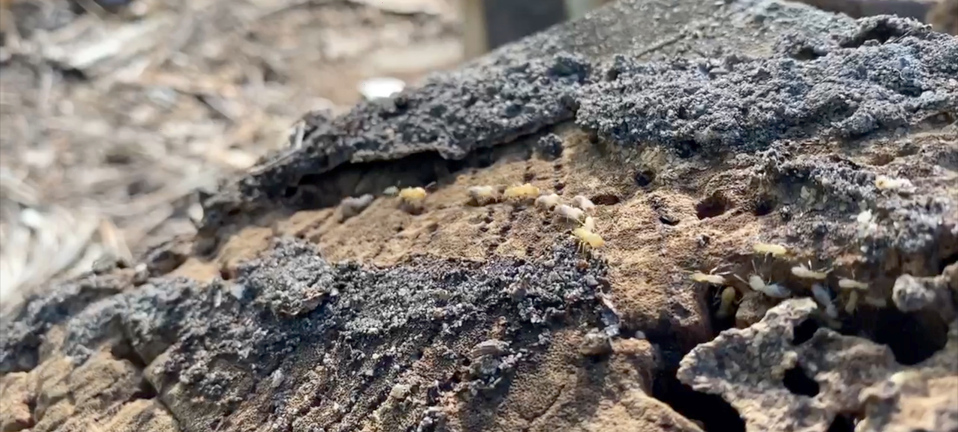 Termites running over a stump