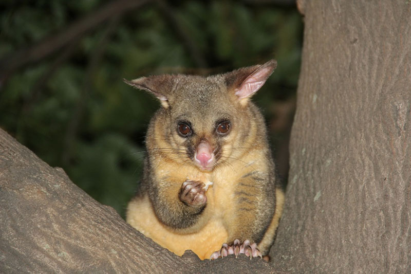 possum removal